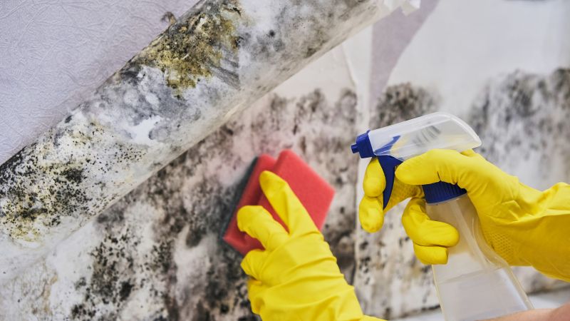 White Mold Mitigation in West Palm Beach, FL