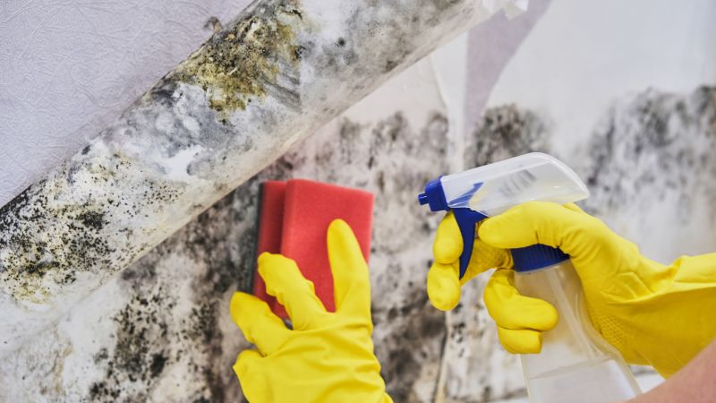 Mold Removal in Fort Worth, TX